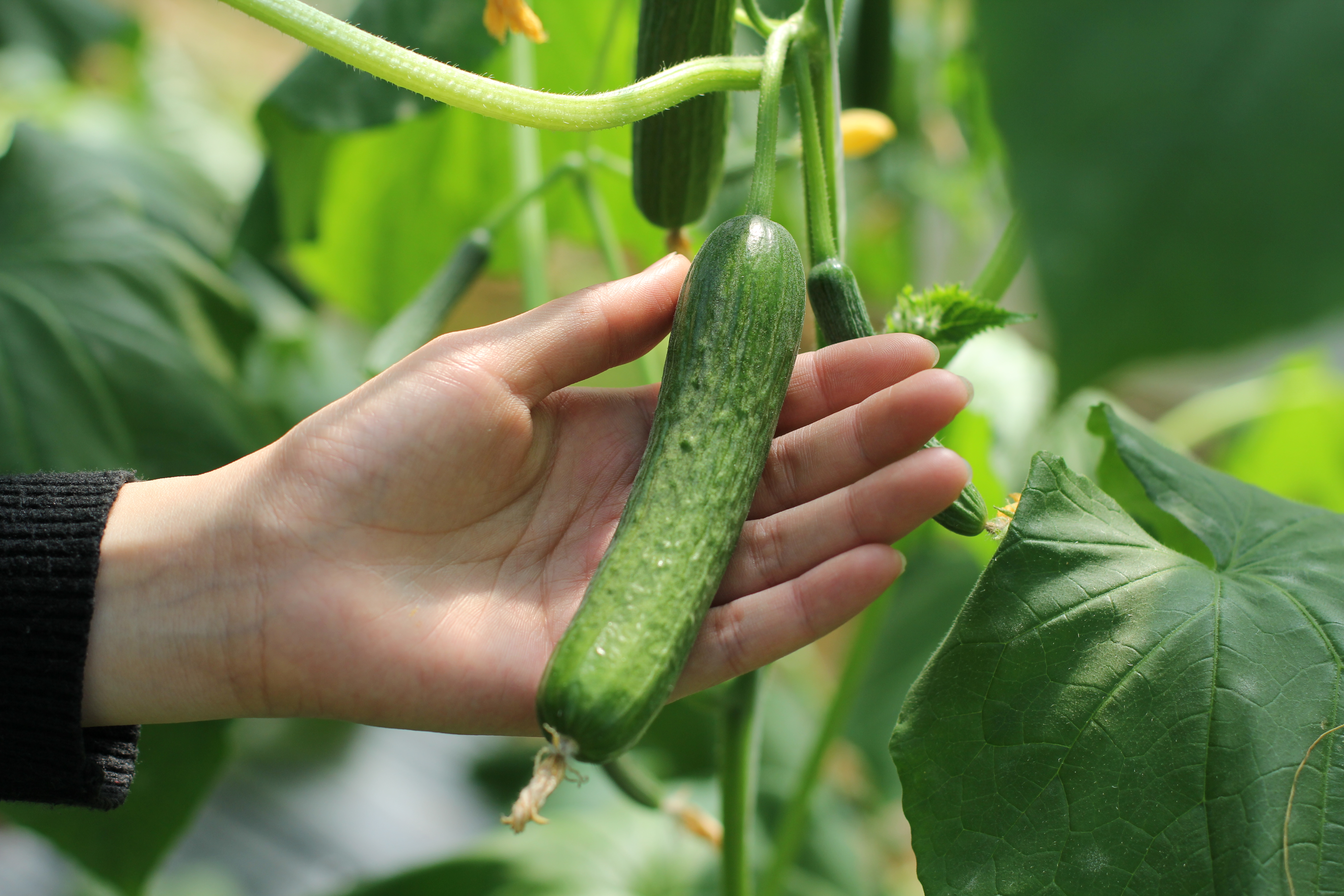 Câu chuyện về Lâm Đồng Đại Ngàn