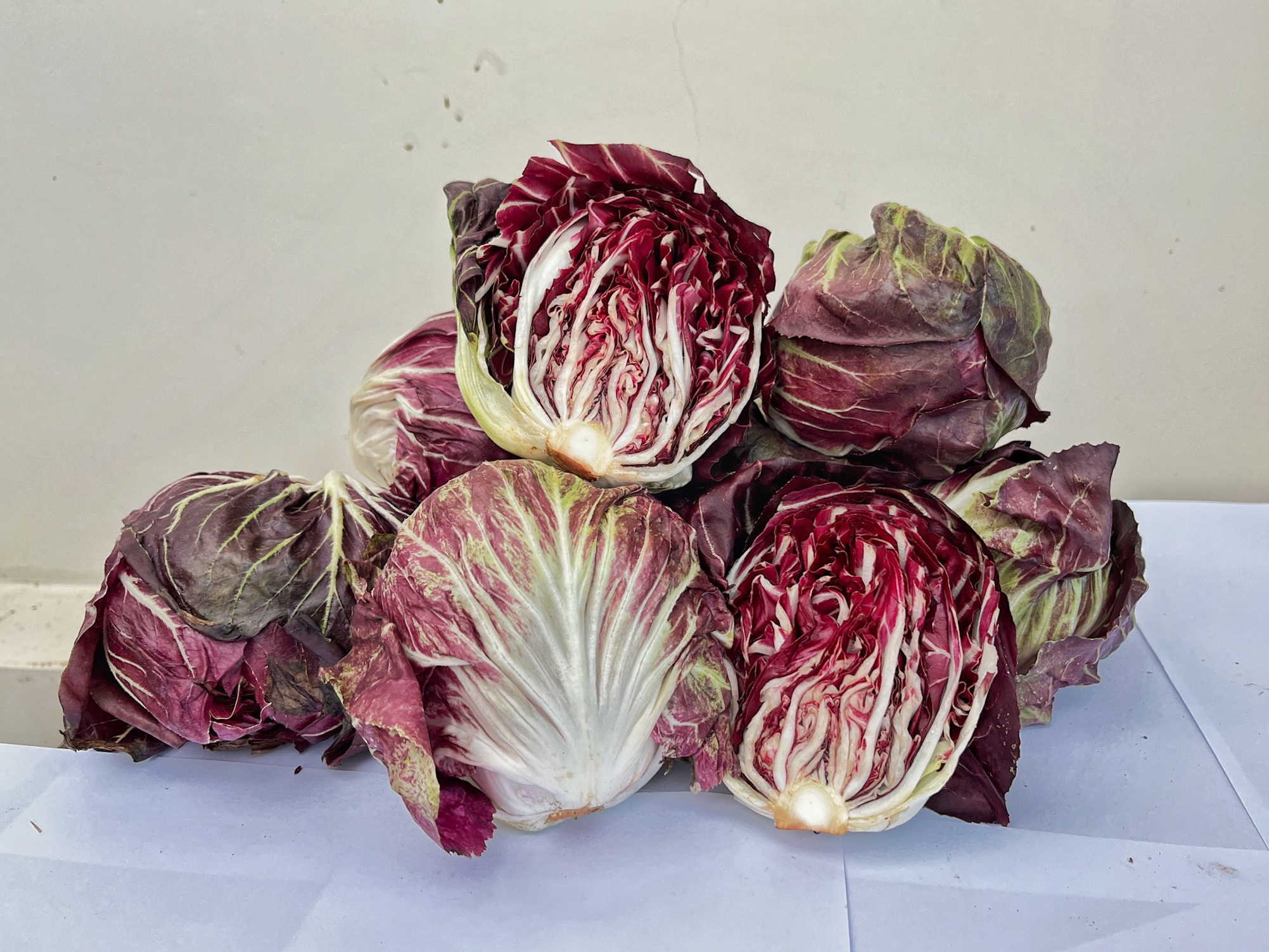 Cải Radicchio – Rau diếp xoăn đỏ từ Ý