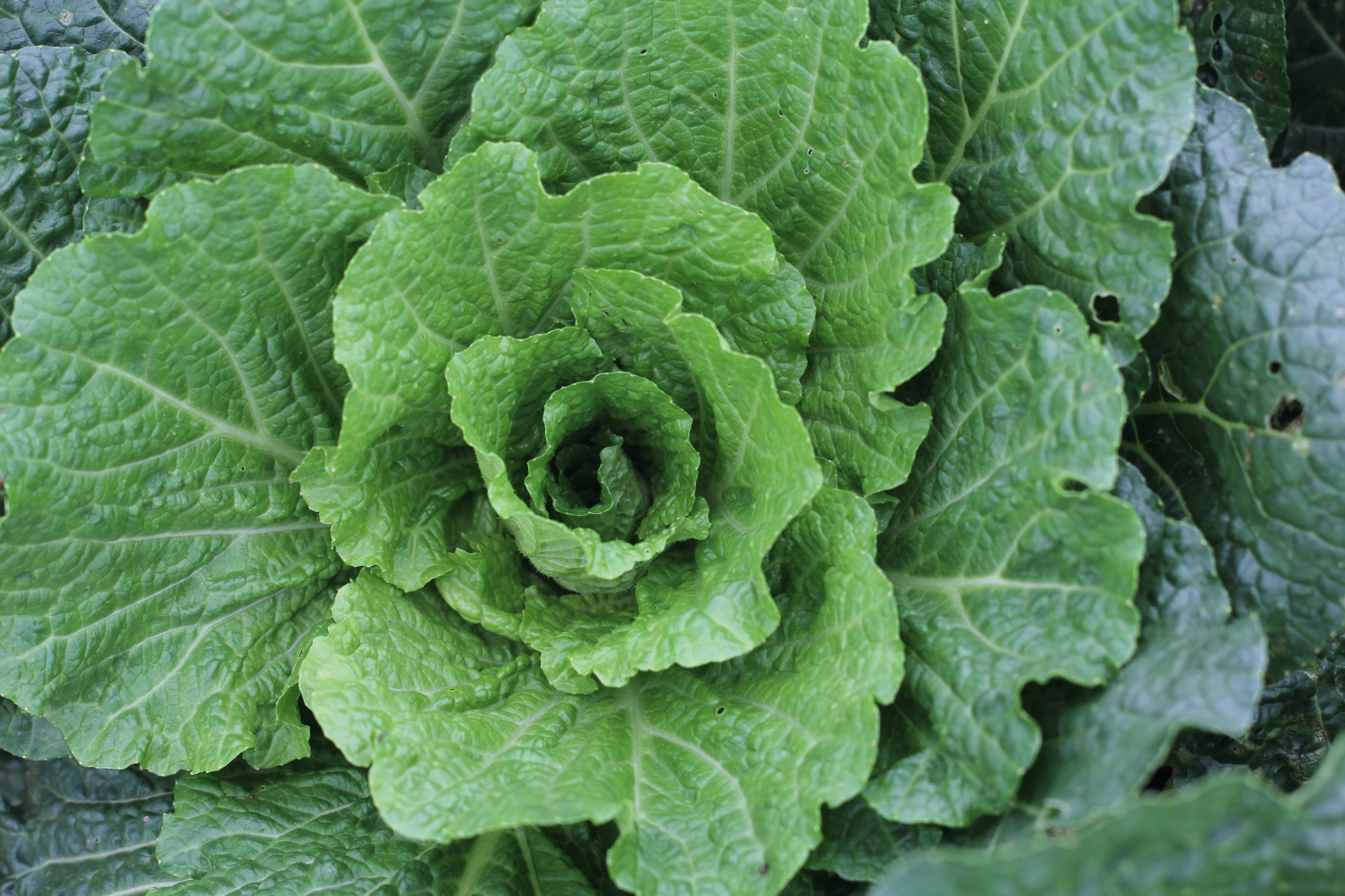 Bắp cải Đà Lạt